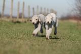 BEDLINGTON TERRIER 194